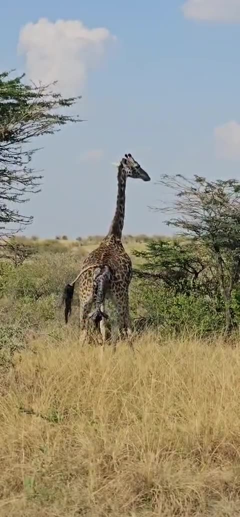 Giraffe giving birth on the Maasai Mara plains